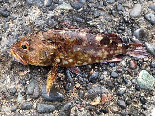 カサゴの釣果