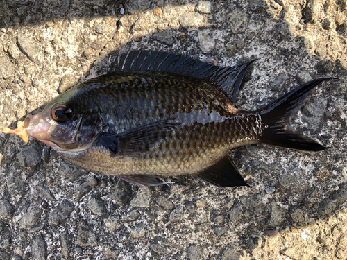 クロメジナの釣果