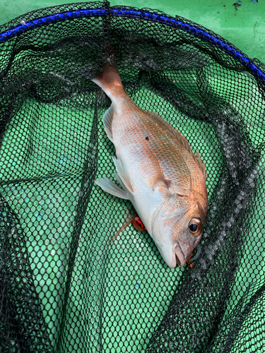 タイの釣果