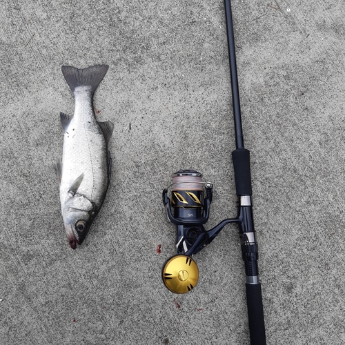 ヒラスズキの釣果