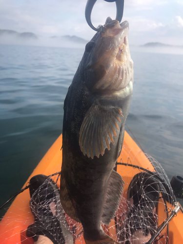 アイナメの釣果