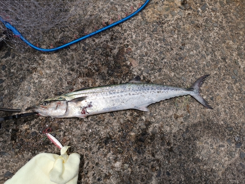 サゴシの釣果