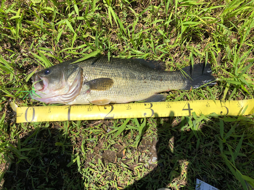 ラージマウスバスの釣果