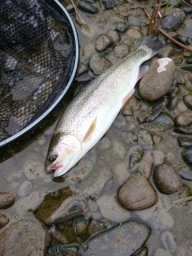 ニジマスの釣果