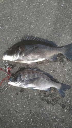 クロダイの釣果