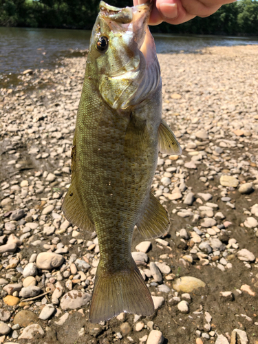 釣果