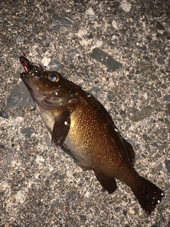 エゾメバルの釣果