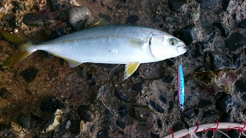 イナダの釣果