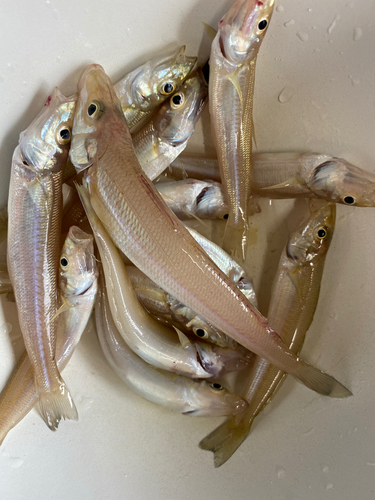 キスの釣果