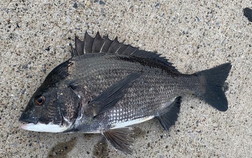 チヌの釣果