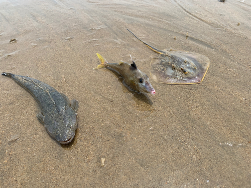 コチの釣果