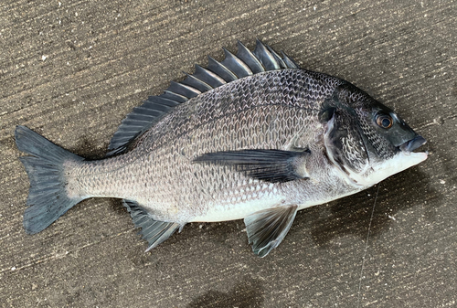 チヌの釣果