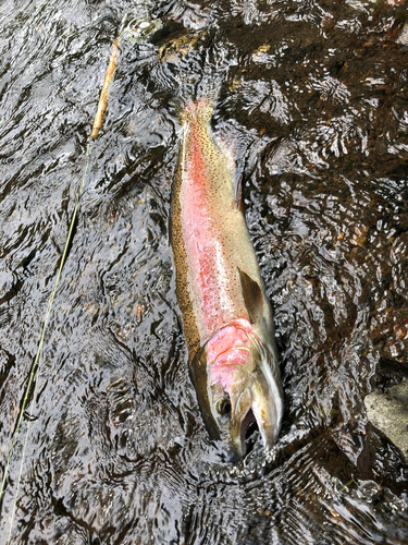 ニジマスの釣果