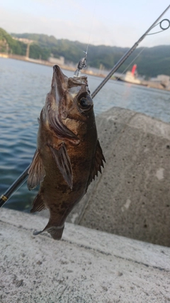 メバルの釣果