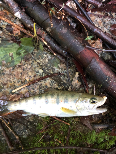 アマゴの釣果