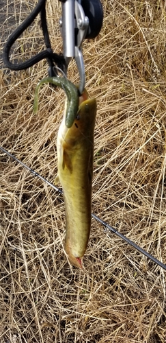 ナマズの釣果