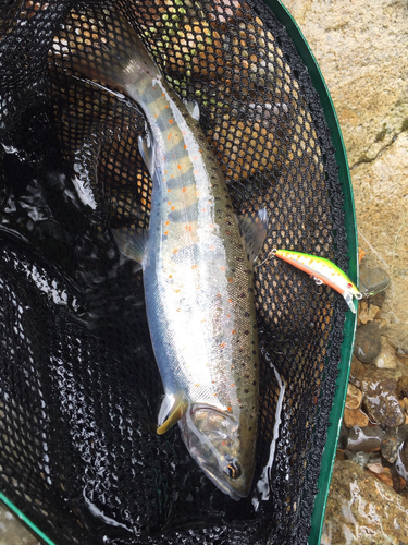 アマゴの釣果