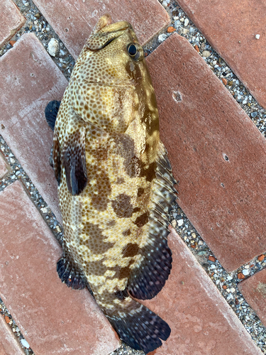 マダラハタの釣果