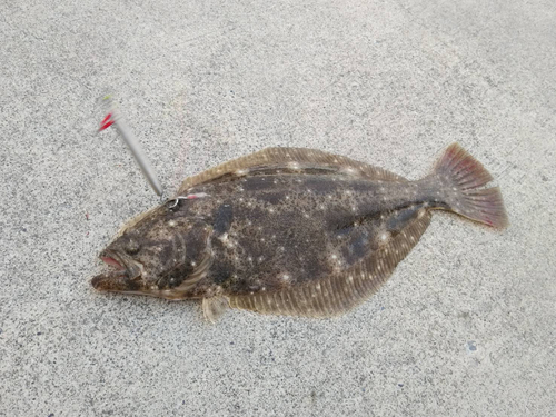 ヒラメの釣果