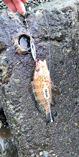 オオモンハタの釣果