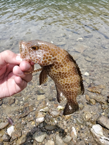 オオモンハタの釣果