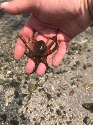 タコの釣果