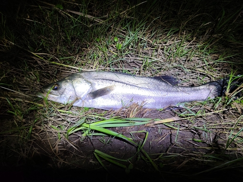 マルスズキの釣果