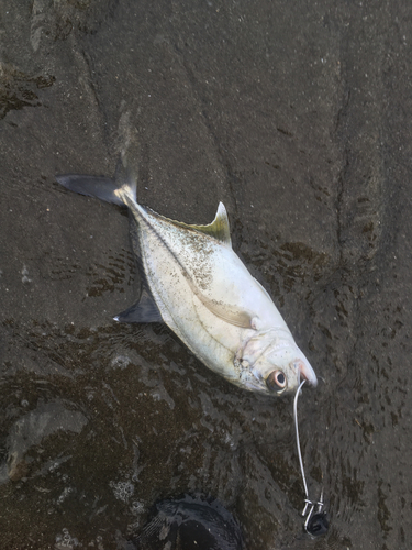 メッキの釣果