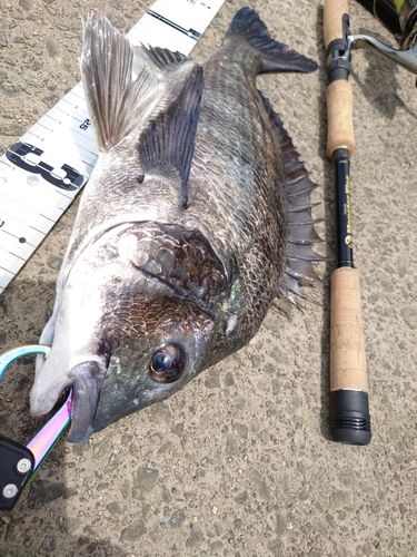 クロダイの釣果