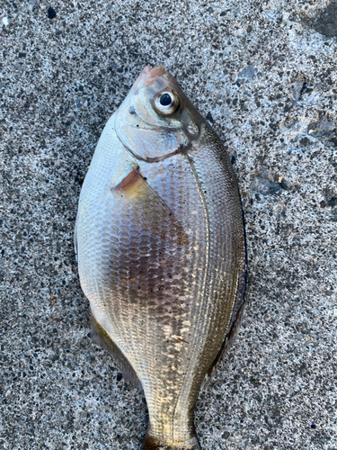 ウミタナゴの釣果