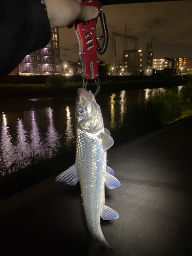 ニゴイの釣果