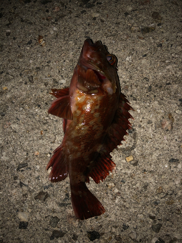 ガシラの釣果