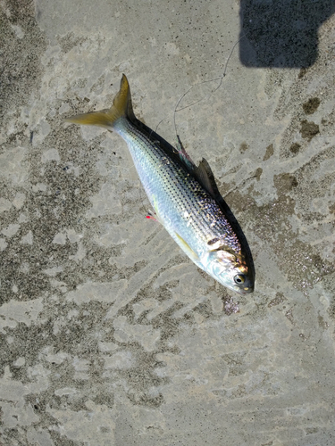 コノシロの釣果