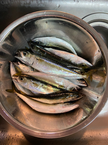 サバの釣果