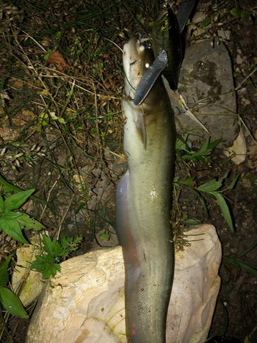 ナマズの釣果