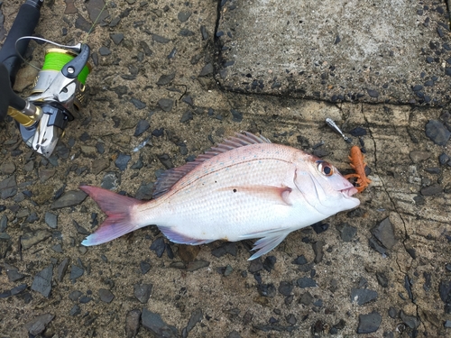 マダイの釣果