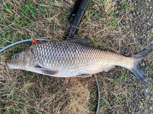 ニゴイの釣果