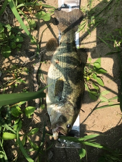 ブラックバスの釣果
