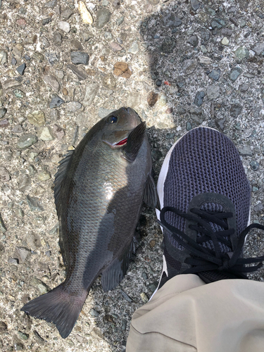 メジナの釣果