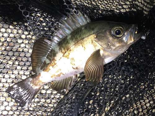 メバルの釣果