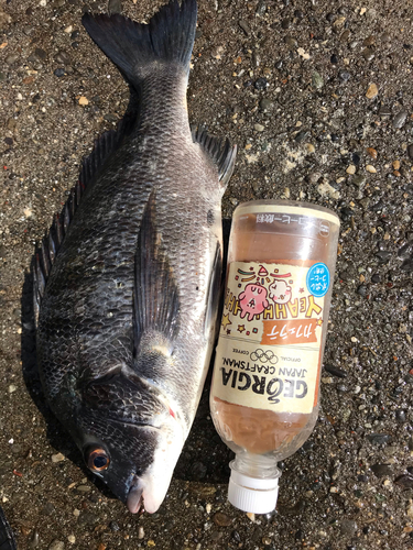 クロダイの釣果