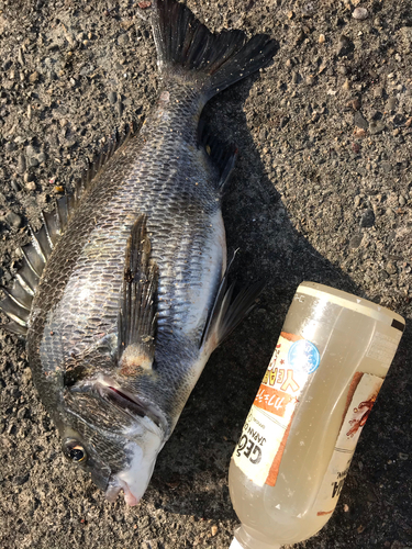 クロダイの釣果