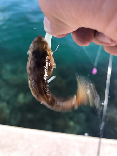 アナハゼの釣果