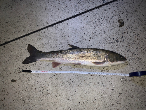 マルタウグイの釣果