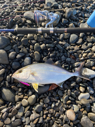 ショゴの釣果