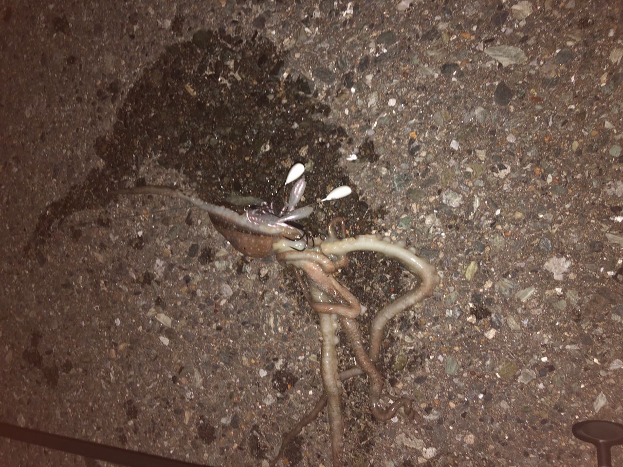 タコ
