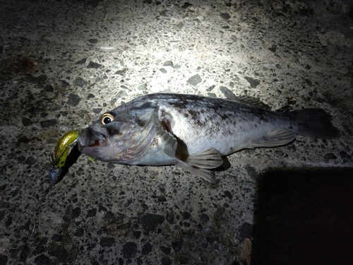 クロソイの釣果