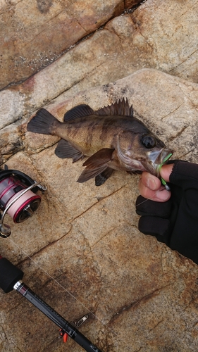 メバルの釣果