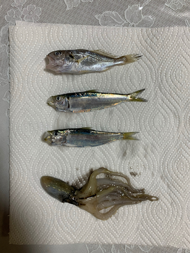 タコの釣果