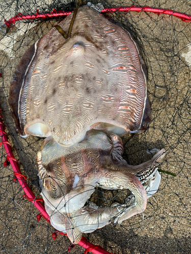 モンゴウイカの釣果